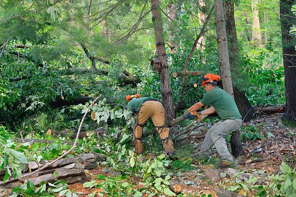 Reliable White Oak, PA Tree Removal Solutions